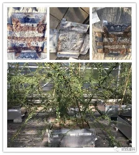 【喜大普奔】歐西建科耐根穿刺防水卷材順利通過北京園林所檢測！